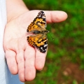 Monarch butterfly in a person's open hand, symbolizing trust.